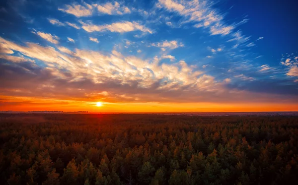 Bella foto panoramica del tramonto sulla pineta cime . — Foto Stock