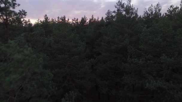 Drone aérien abattu au-dessus de la forêt de feuillus de conifères d'automne au coucher du soleil. 4K — Video