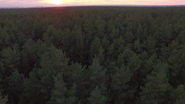 Drone aéreo disparado sobre a floresta caduca conífera de outono no pôr-do-sol. 4K — Vídeo de Stock