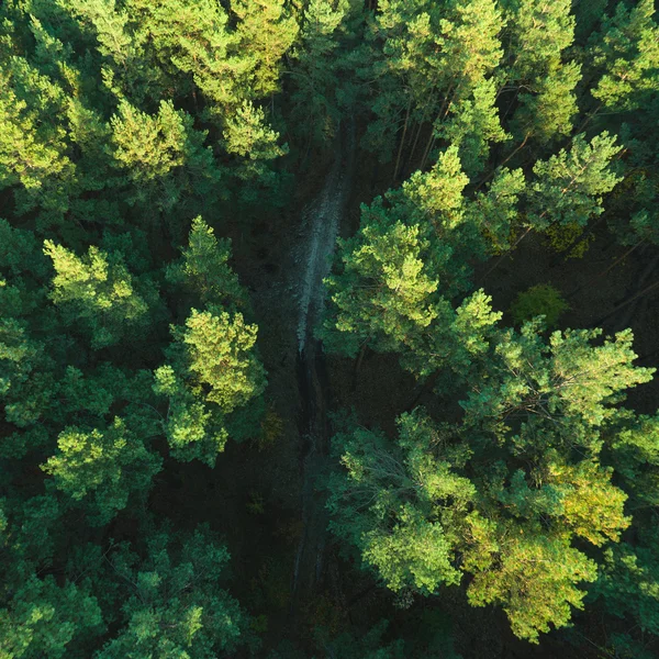 Bela foto panorâmica sobre a floresta de pinheiros tops. Vista superior Fotos De Bancos De Imagens
