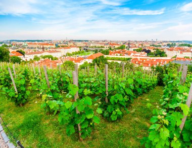 Panorama eski Prag Kalesi ile üzüm bağları ön planda, Çek Cumhuriyeti.