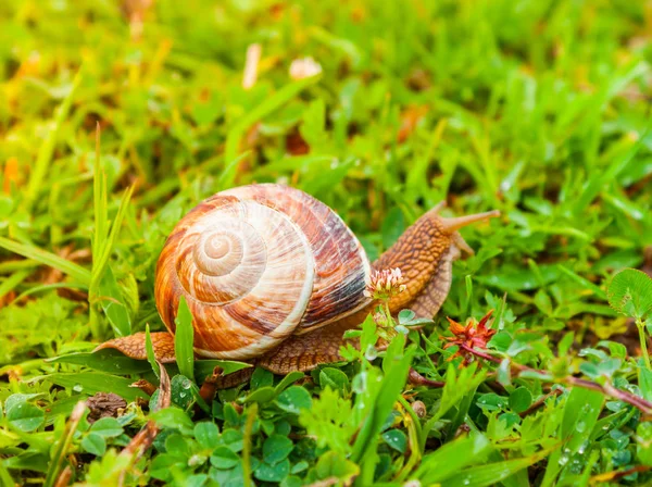 Nyfiken snigel i trädgården på grönt gräs — Stockfoto