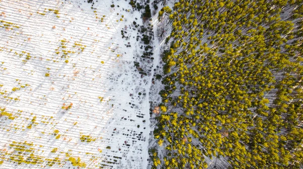 Vista aérea da floresta no inverno. Paisagem — Fotografia de Stock