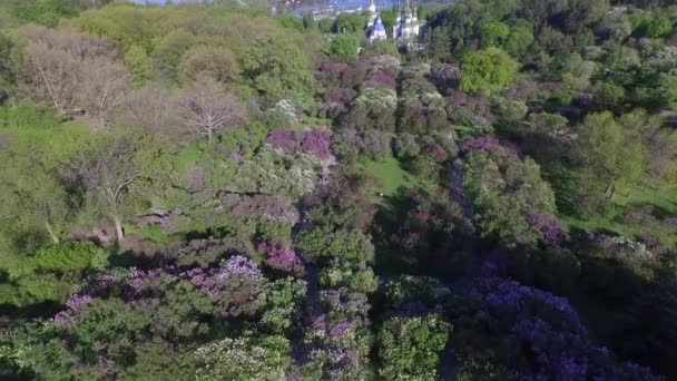 Floreciente lila en el jardín botánico. Vista aérea . — Vídeos de Stock