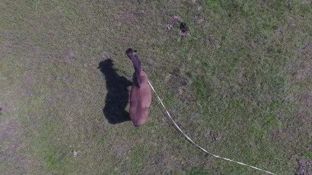 Vista aérea del caballo parado en un campo verde — Vídeos de Stock