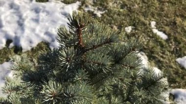 Mavi ladin arka plan bazı yerlerde karla kaplı çimenin üzerinde dalları.