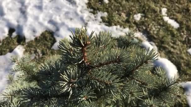 Branches d'épinette bleue sur un fond d'herbe enneigée à certains endroits . — Video