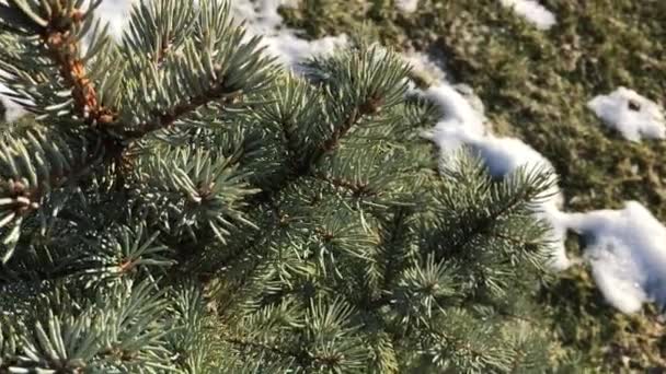 Ramos de abeto azul em um fundo de grama coberta de neve em alguns lugares . — Vídeo de Stock