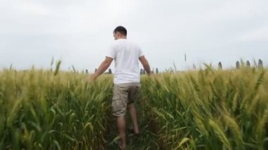 Erkek çiftçi alanında buğday ile yürüyüş ve onun ürün olup olmadığını denetler.