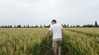 Erkek çiftçi alanında buğday ile yürüyüş ve onun ürün olup olmadığını denetler.