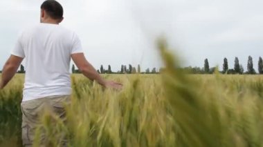 Erkek çiftçi alanında buğday ile yürüyüş ve onun ürün olup olmadığını denetler.