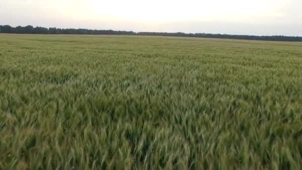 Flight over the wheat field in sunset. Aerial view — Stock Video