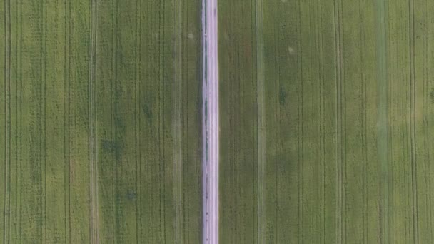 Uçuş günbatımı buğday alanında üzerinde. Havadan görünümü — Stok video