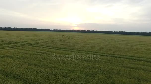 Vlucht over de tarweveld in de zonsondergang. Luchtfoto — Stockvideo