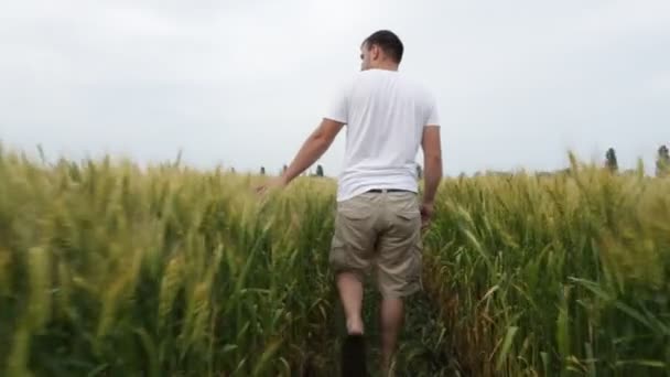 Hombre agricultor caminando en el campo con trigo e inspecciona su cosecha . — Vídeo de stock