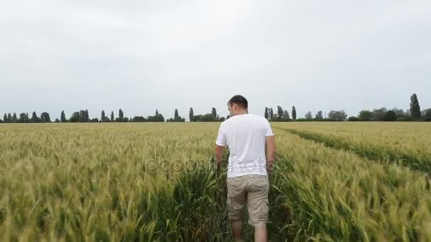 Hombre agricultor caminando en el campo con trigo e inspecciona su cosecha . — Vídeos de Stock