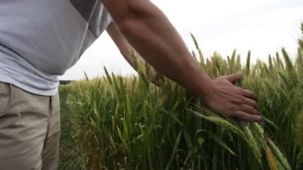 Mano masculina tocando una espiga de trigo verde en el campo de trigo al atardecer . — Vídeos de Stock