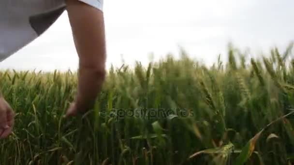 Mano masculina tocando una espiga de trigo verde en el campo de trigo al atardecer . — Vídeos de Stock