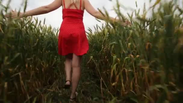 Женщина с светлыми волосами в красном платье гуляет по полю с пшеницей . — стоковое видео