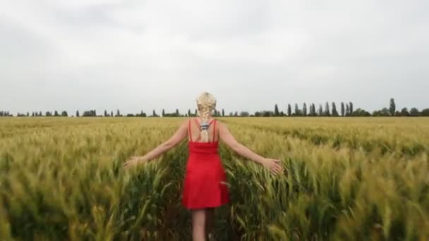 Frau mit blonden Haaren in rotem Kleid geht mit Weizen auf dem Feld. — Stockvideo