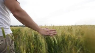 Erkek el yeşil buğday kulak buğday alanında günbatımında dokunmadan.