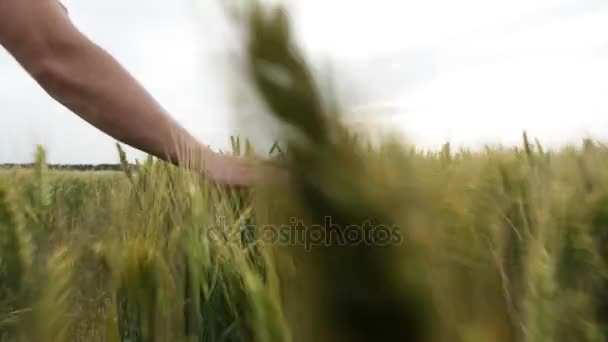 Mano masculina tocando una espiga de trigo verde en el campo de trigo al atardecer . — Vídeos de Stock