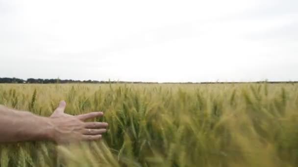 Mão masculina tocando uma orelha de trigo verde no campo de trigo ao pôr do sol . — Vídeo de Stock