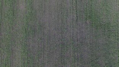 Uçuş üzerinden günbatımı Mısır tarlasında. Havadan görünümü