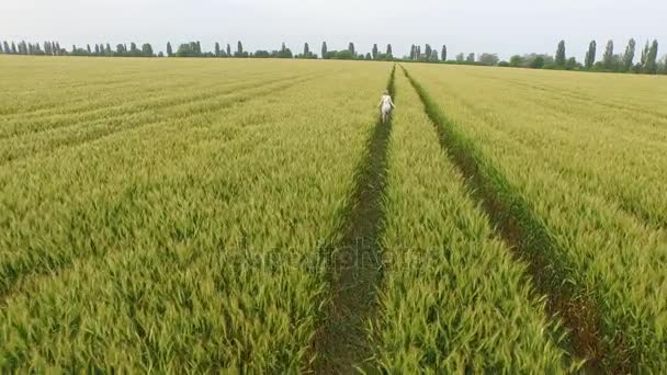 Vrouw met blonde haren in een blauwe jurk loopt in het veld met tarwe. — Stockvideo