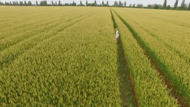 Mujer con el pelo rubio en un vestido azul caminando en el campo con trigo . — Vídeo de stock