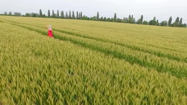 Жінка з світлим волоссям у червоній сукні біжить на полі з пшеницею . — стокове відео