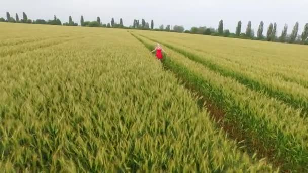 Donna con i capelli biondi in un vestito rosso che cammina nel campo con il grano . — Video Stock