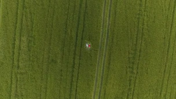 Two woman with blonde hair in a red and blue dress are lying in the field with wheat. — Stock Video