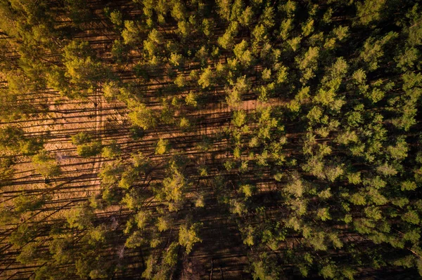 Beautiful top view photo of sunset in pine forest. — Stock Photo, Image