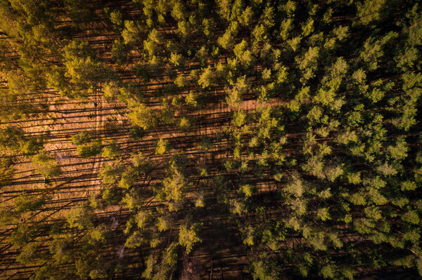 Beautiful top view photo of sunset in pine forest.