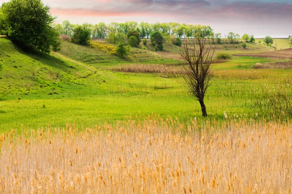 Красиві української краєвид з весняно-польових та дерево — стокове фото
