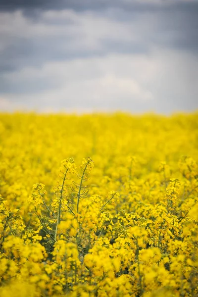 Campo giallo di colza sullo sfondo di un cielo scuro e nuvoloso — Foto Stock