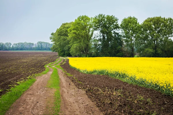 Bellissimo paesaggio ucraino con un campo primaverile dopo la semina . — Foto Stock