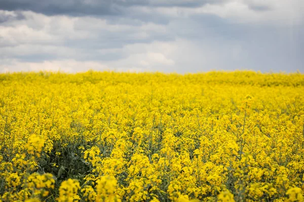 Campo giallo di colza sullo sfondo di un cielo scuro e nuvoloso — Foto Stock