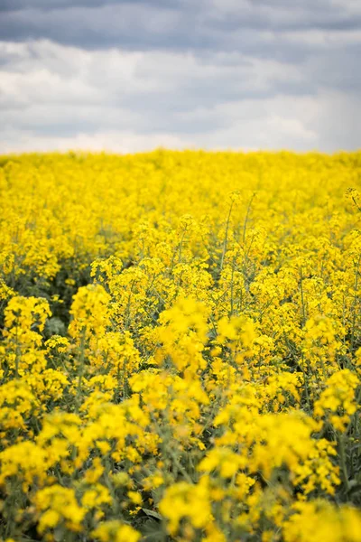 Campo giallo di colza sullo sfondo di un cielo scuro e nuvoloso — Foto Stock