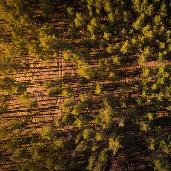 Beautiful top view photo of sunset in pine forest.