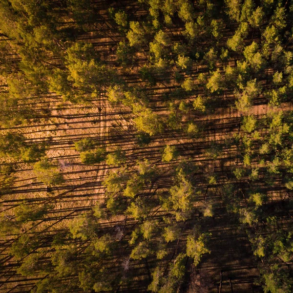 Bela foto vista superior do pôr do sol na floresta de pinheiros . Fotos De Bancos De Imagens