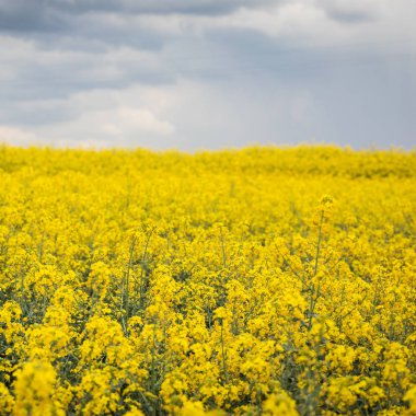 Sarı kolza tohumu alan karanlık bulutlu gökyüzü arka planda