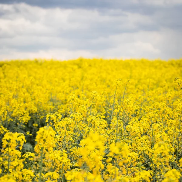 Campo giallo di colza sullo sfondo di un cielo scuro e nuvoloso — Foto Stock