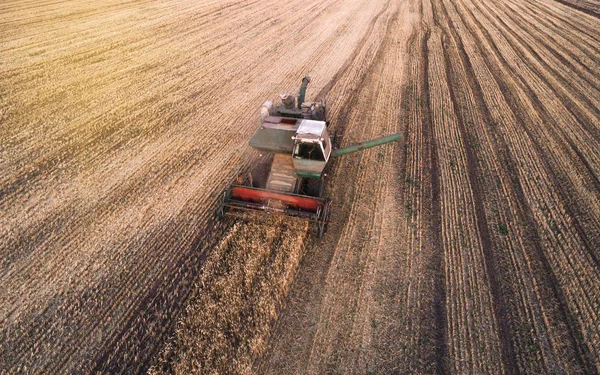 Θεριζοαλωνιστική μηχανή που εργάζονται στο πεδίο και mows σιτάρι. Ουκρανία. Εναέρια άποψη. — Φωτογραφία Αρχείου