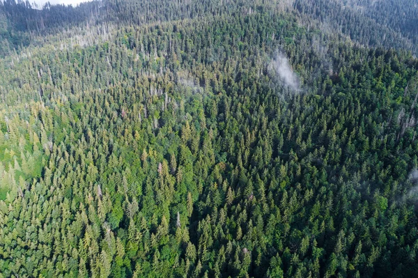 Havadan görünümü Karpat Dağları'nın. Ukrayna, Europe. Kavram ekoloji koruma. — Stok fotoğraf