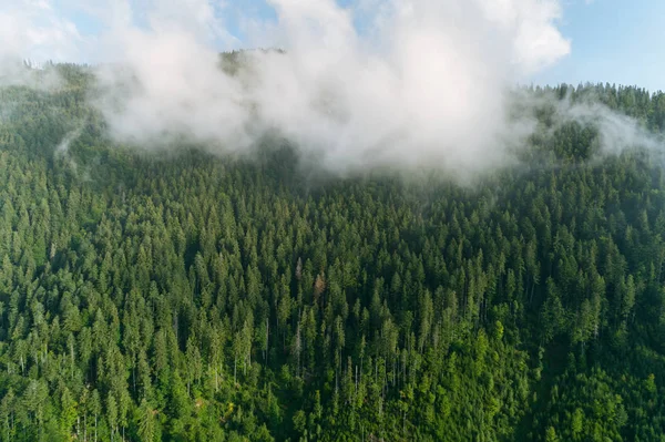 Havadan görünümü Karpat Dağları'nın. Ukrayna, Europe. Kavram ekoloji koruma. — Stok fotoğraf