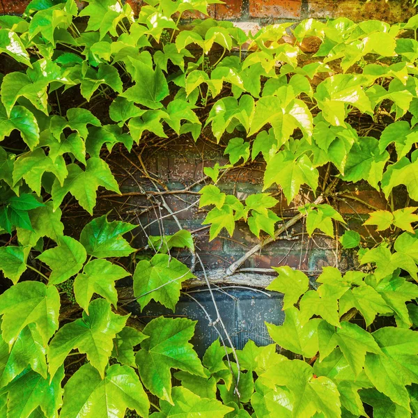 Parthenocissus tricuspidata sullo sfondo di un muro di mattoni . — Foto Stock