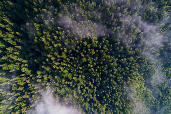 Вид с воздуха на Карпаты. Украина, Европа. Защита концепции экологии. Вид сверху
