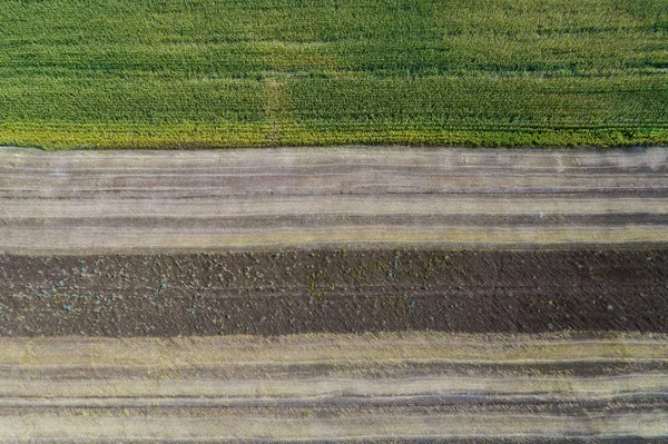 Hasat Mısır ile yeşil bir alanın yanındaki bir alanda bir ürün hasat. Ukrayna. Havadan görünümü. — Stok fotoğraf